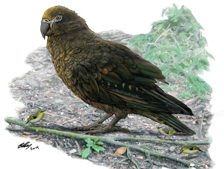 NZealand - science - animal - parrot