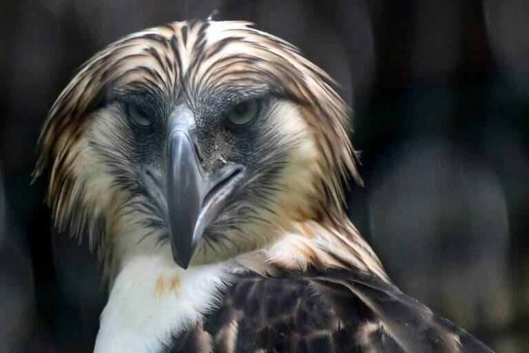 Singapore, Philippines, environment, conservation, animal