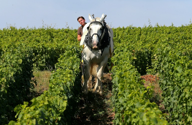 agriculture, viticulture, champagne, chevaux, environnement, animaux, France