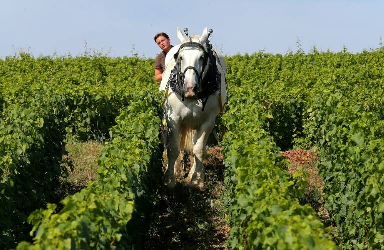 agriculture,viticulture,champagne,chevaux,environnement,animaux,France