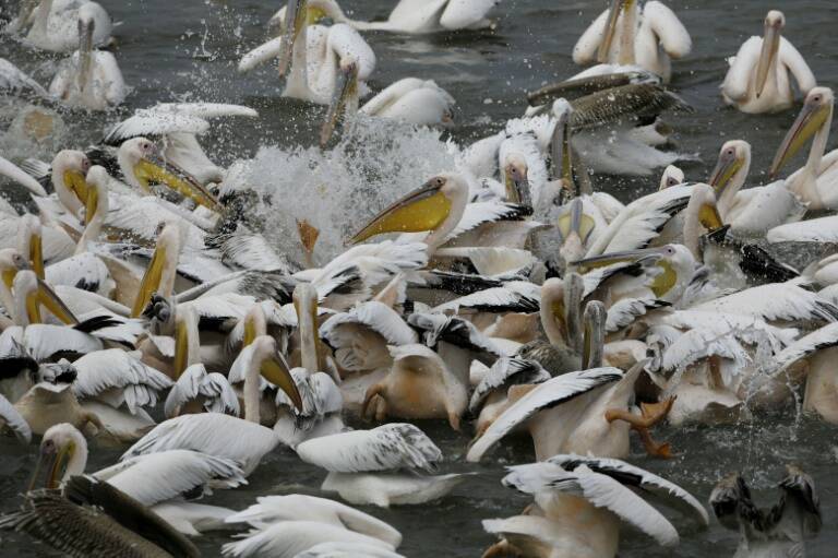 Israël,animaux,pêche,environnement