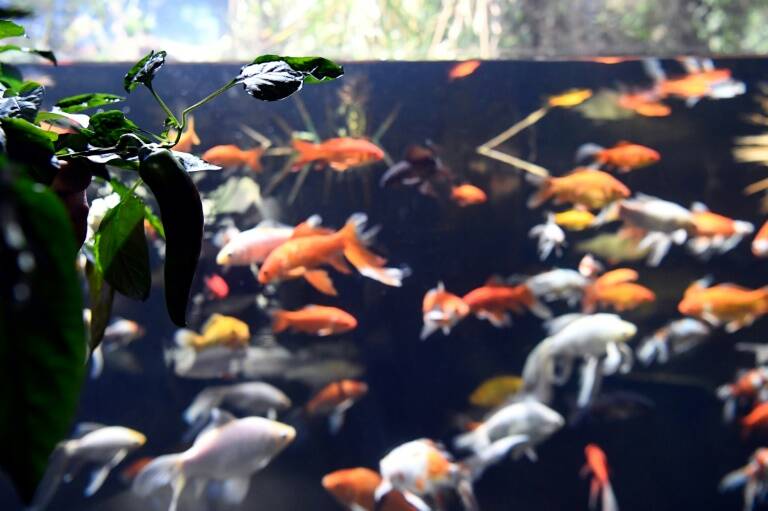 tourisme, muse, agriculture, aquaculture, environnement