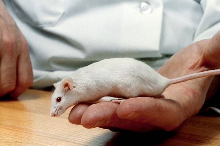 USA - recherche - animaux - industrie - pharmacie