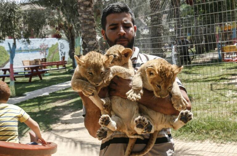 Palestiniens,animaux,Autriche,Israël,Jordanie