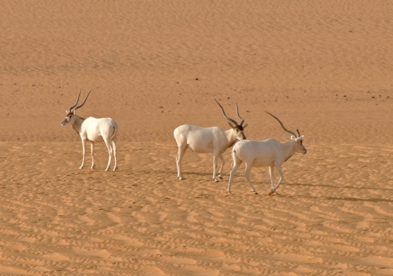 Niger - environnement - animaux - ptrole - Chine