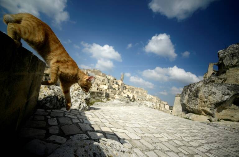 Italia - animales - inmobiliaria - inundación - insólito - meteorología