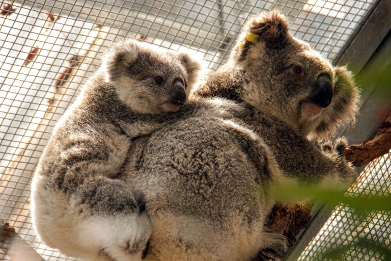 Australia - fire - animal - koala