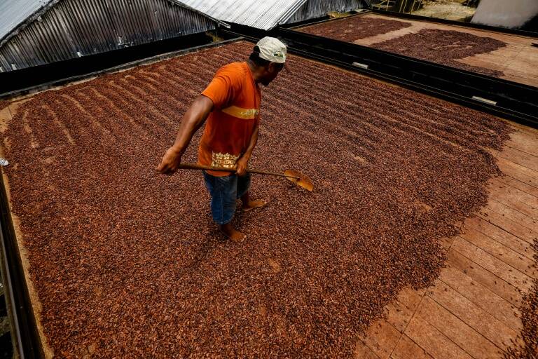 Brasil,cacao,mercado,agricultura