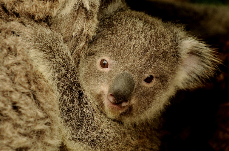 Science,Australia,animal,koala