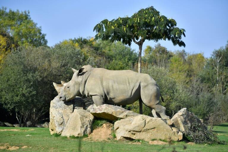 animaux, loisirs, zoologie