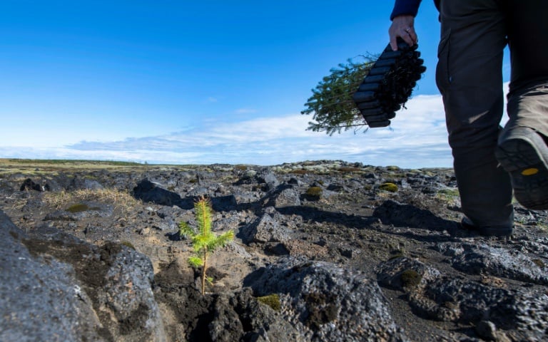 Islande - forêts - environnement - climat