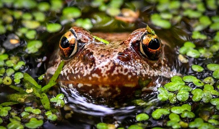 ciencia - animales - medioambiente