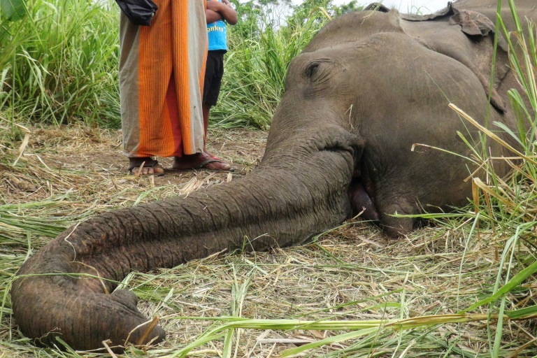 SriLanka - elephant - animal