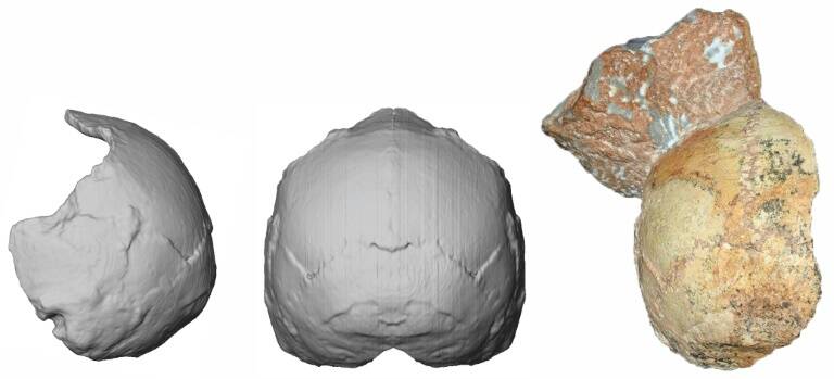 paleontología,ciencia,arqueología
