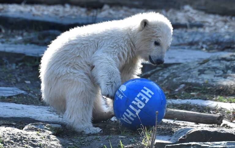 Allemagne - environnement - socit - zoologie - animaux - foot