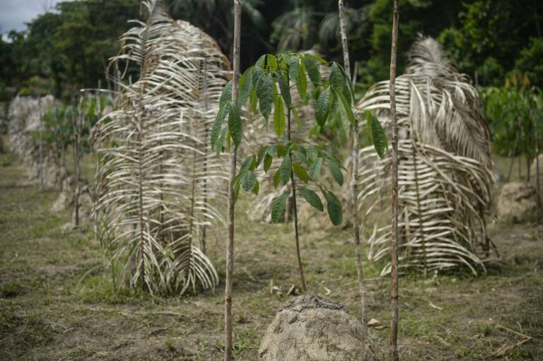 medioambiente - preservación - religión - indígenas - Perú