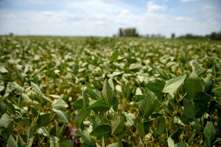 agriculture - élevage - forêts - environnement - marchés - Brésil - UE - société - consommation - viande