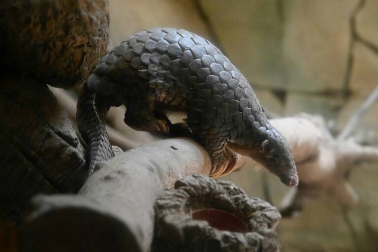 Vietnam - pangolin - animaux - ivoire