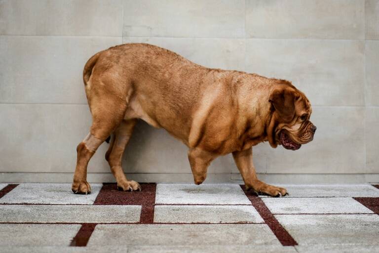 Portugal,animales,tecnología