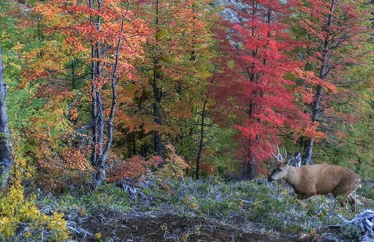 Chile - animales - naturaleza - medioambiente - huemul