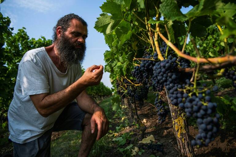 Dinamarca - Suecia - tradicin - vinicultura