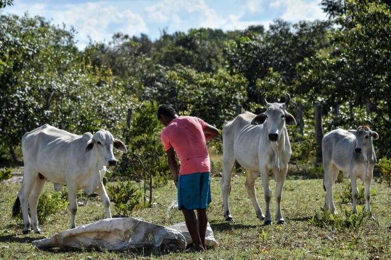 Brasil - medioambiente - agricultura