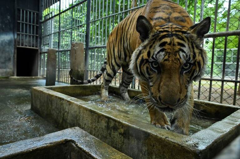 maladies - animaux - environnement - tourisme - tigres