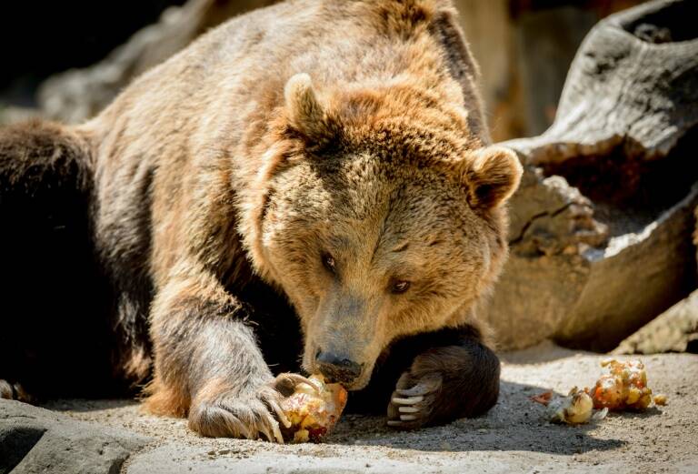 España - Francia - animales - medioambiente