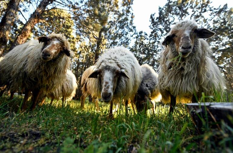 animales - medioambiente - ganadera - Spain