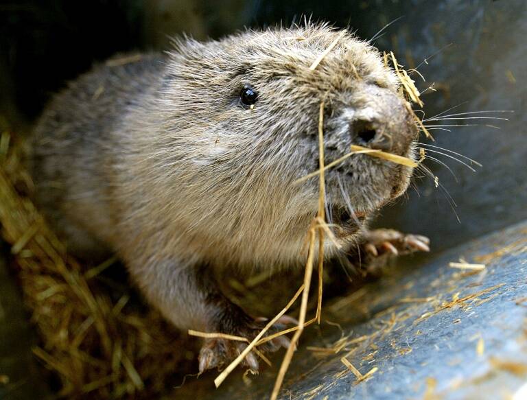 environnement, inondation, animaux, GB, climat