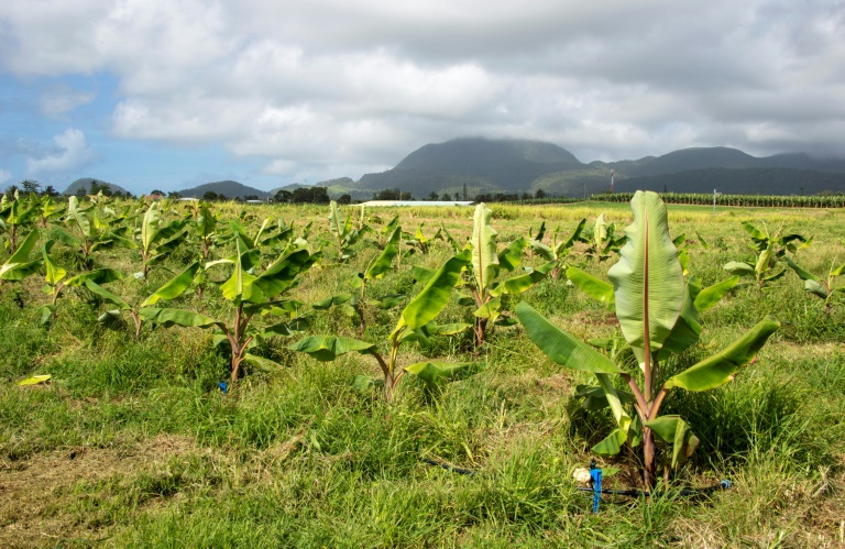 Francia - medioambiente - Antillas - orgánico - agricultura - Brasil - Dominicana