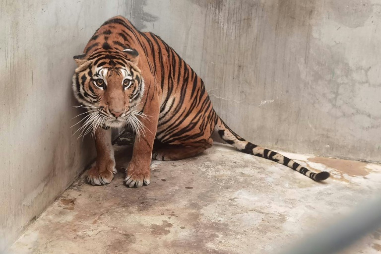 Thailand,wildlife,tigers