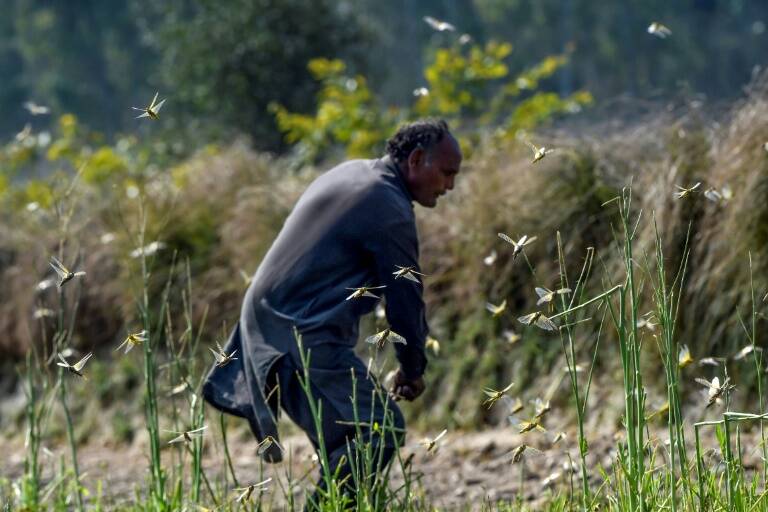 agriculture,Pakistan,aide,climat,criquets