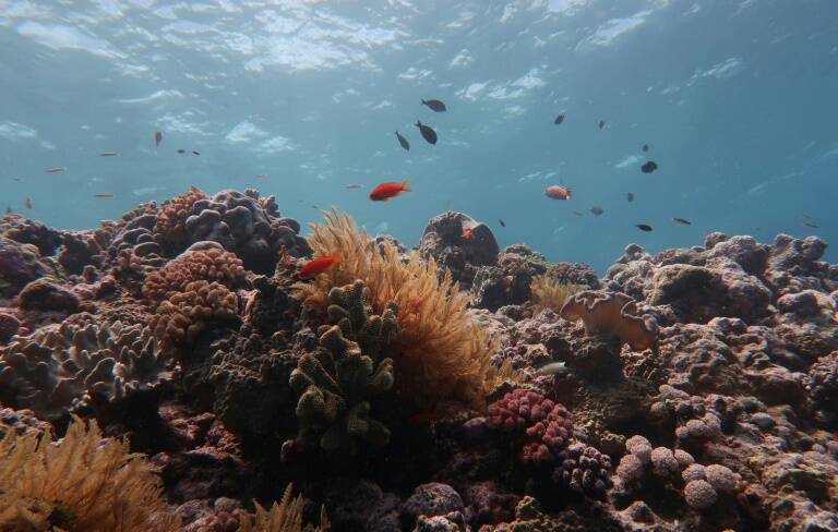 Australia - environment - climate - coral - reef