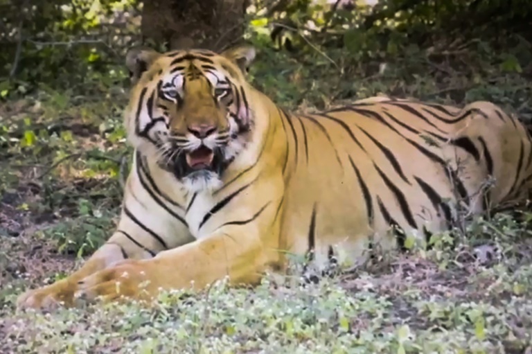 India,animal,tiger