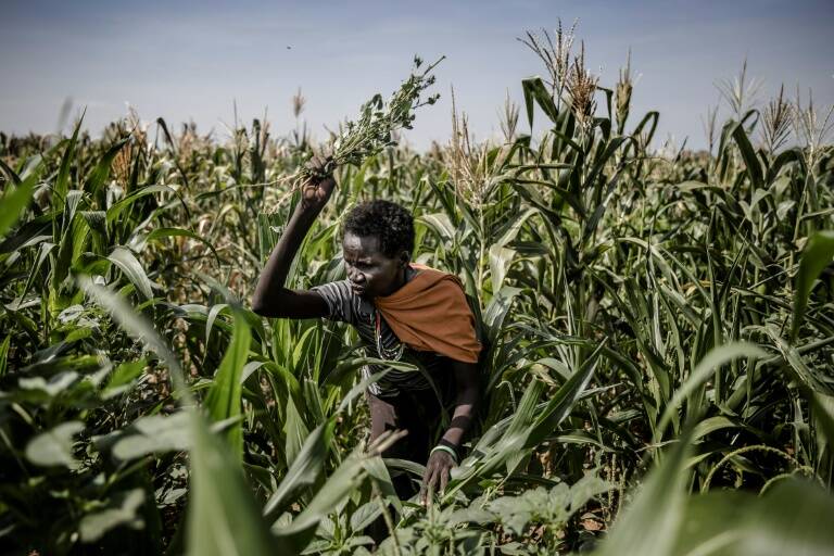 ONU - FAO - alimentación - clima - hambruna - medioambiente - diplomacia - pesca - sequía - agricultura - bosques