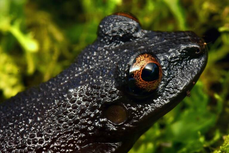 Bolivia,medioambiente,animales