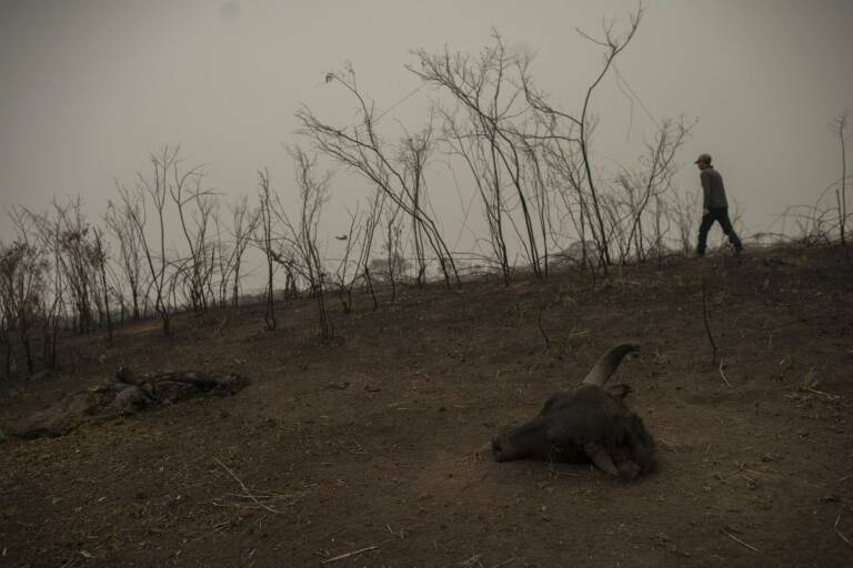 Brasil,medioambiente,animales