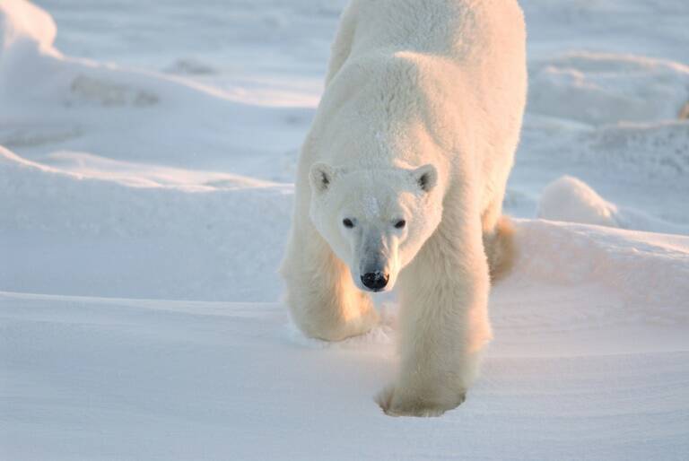 climat - environnement - Arctique - animaux