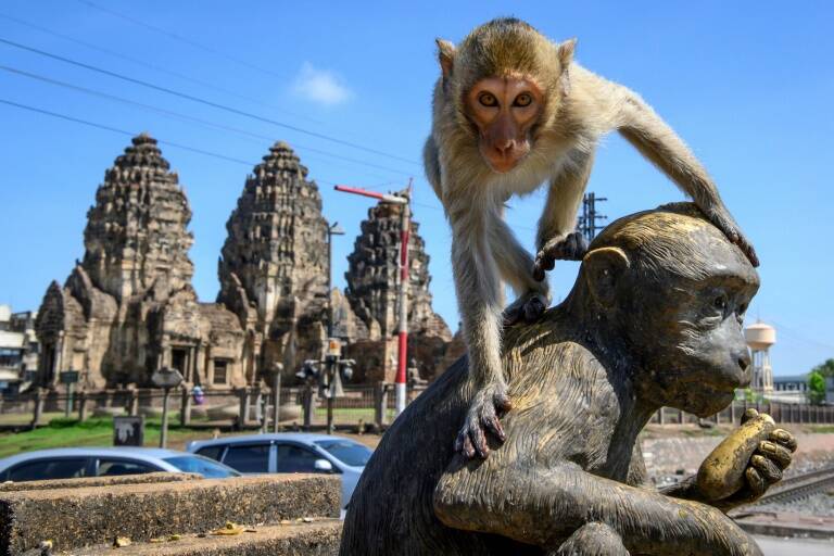 tourisme - pandmie - sant - animaux - Thalande