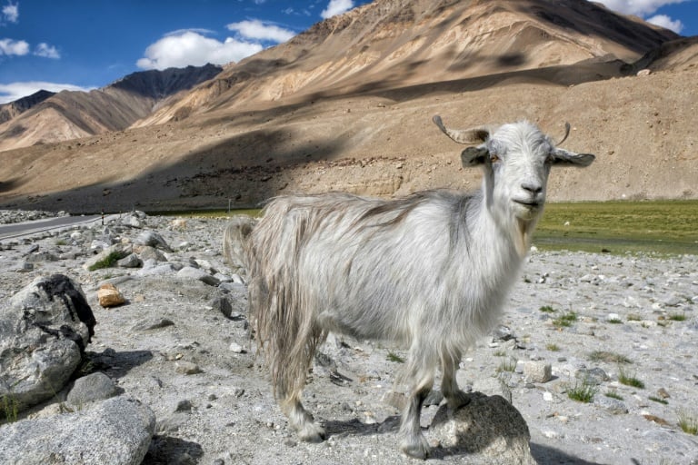 India - China - diplomacy - goats - textile
