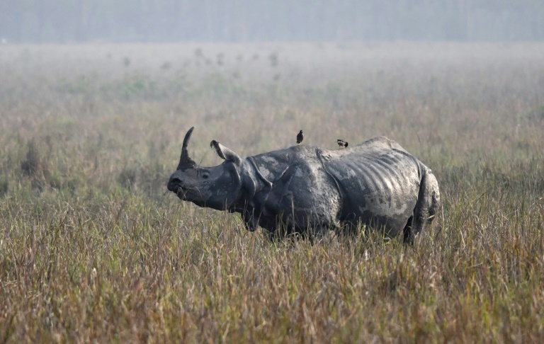 India - conservation - animal - environment - rhino