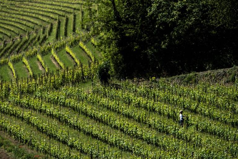 clima - vinicultura - ciencia - agricultura