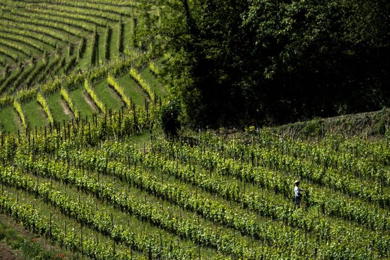 clima - vinicultura - ciencia - agricultura