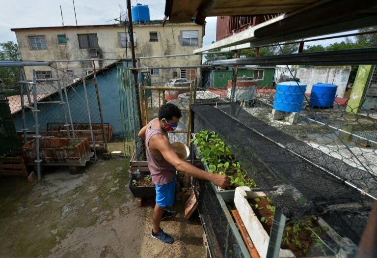 agricultura - pandemia - salud - Cuba - epidemia