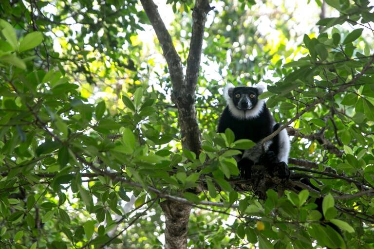 animales,clima,deforestacin,medioambiente,caza,agricultura,bosques,biodiversidad,Francia