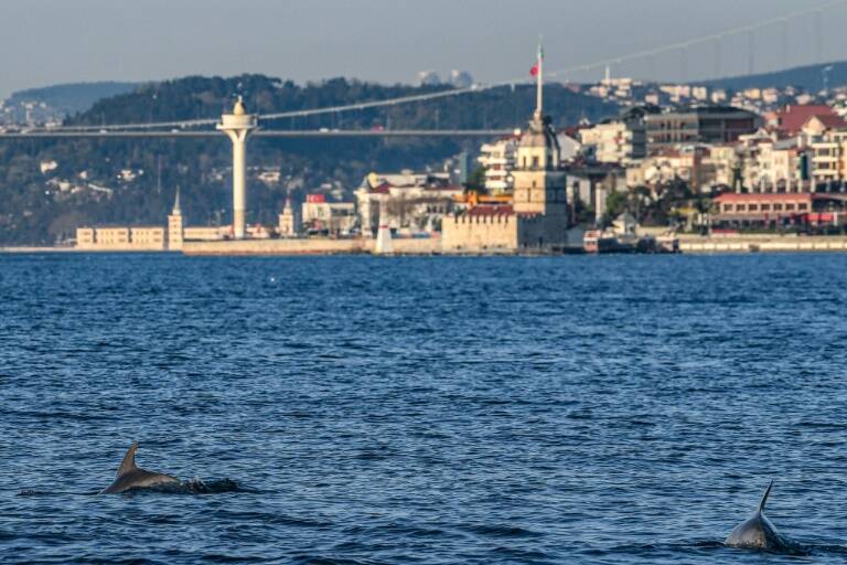 Turquía,salud,virus,epidemia,animales,medioambiente