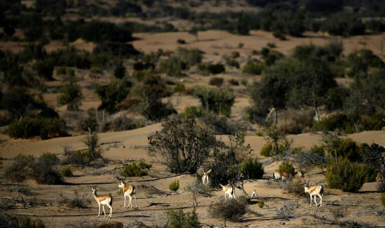 Niger, chasse, braconnage, faune