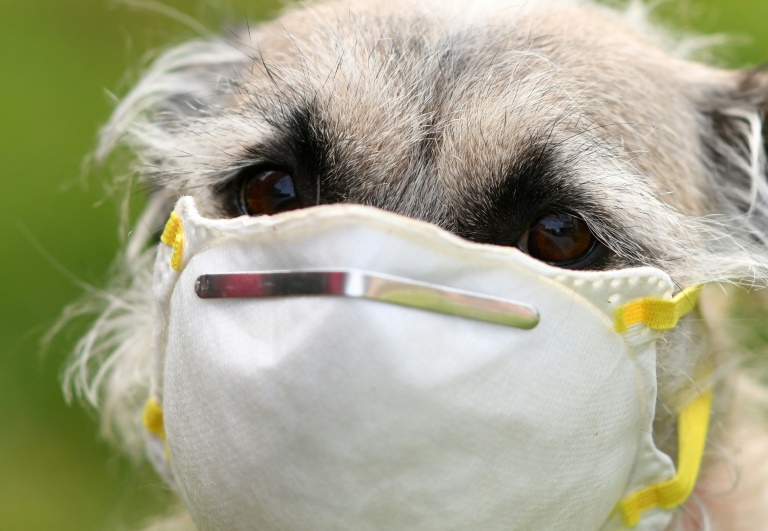 animales - virus - salud - GB - pandemia