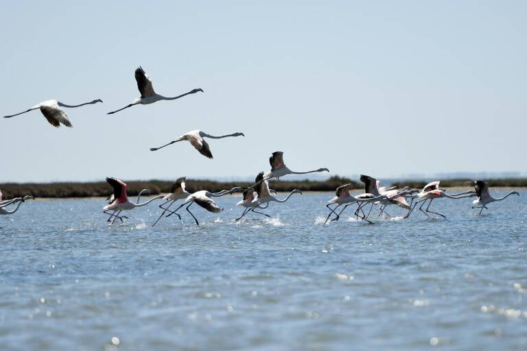 Albania - medioambiente - epidemia - virus - salud - fauna